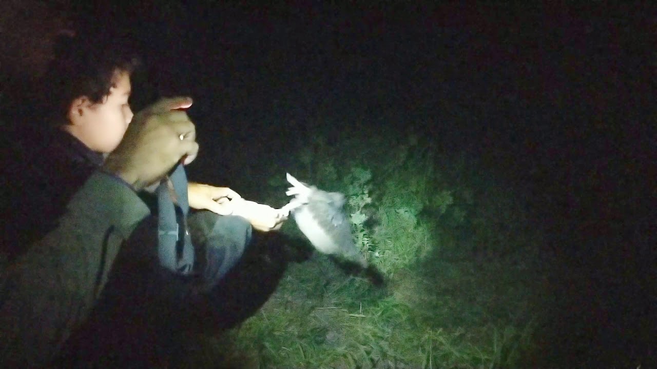 Flammulated Owl Release