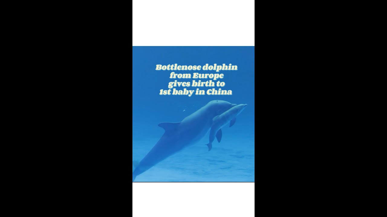 Bottlenose dolphin from Europe gives birth to first calf in China's Hainan