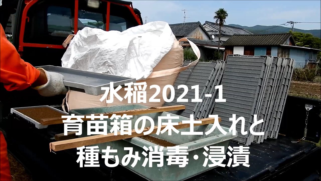 水稲2021 1育苗箱の床土入れと種もみ消毒・浸漬