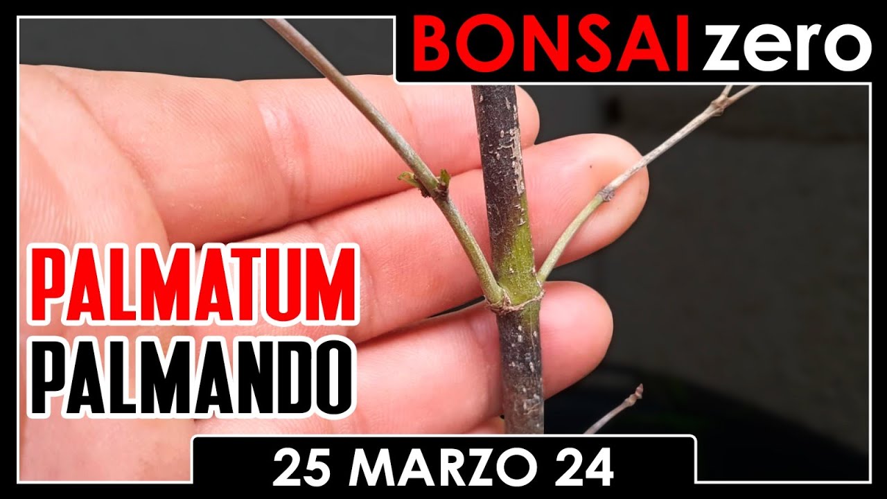 Bonsai Zero 25 de marzo 2024 - Pitanga y Celtis