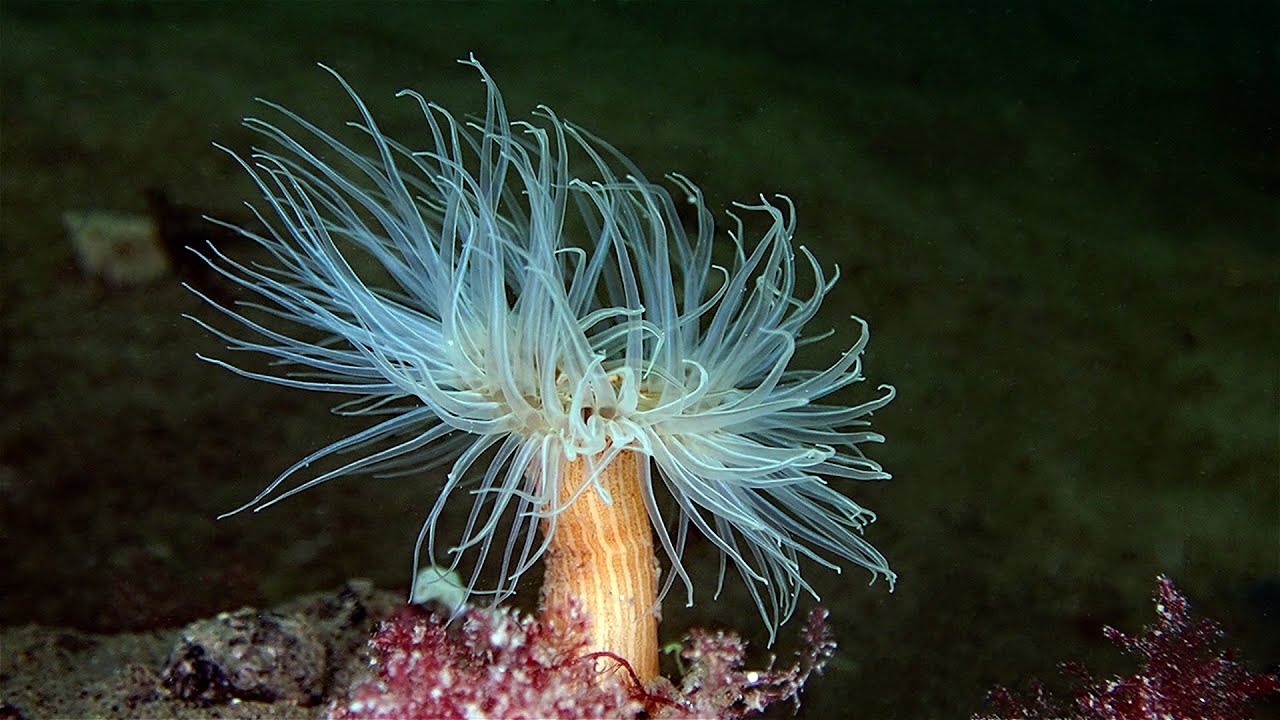Compilatie duiken Oosterschelde 2019 deel 2: anemonen, kwallen en stekelhuidigen