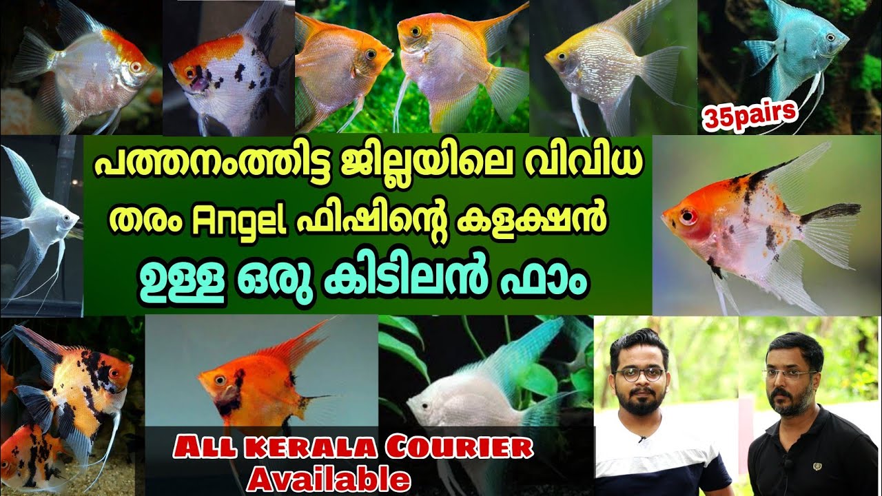 Angel ഫിഷിന്റെ മികച്ച കളക്ഷൻ ഉള്ള പത്തനംതിട്ടയിലെ ഒരു മത്സ്യ പ്രേമിയുടെ ഫിഷ് ഫാം || Farm Stories