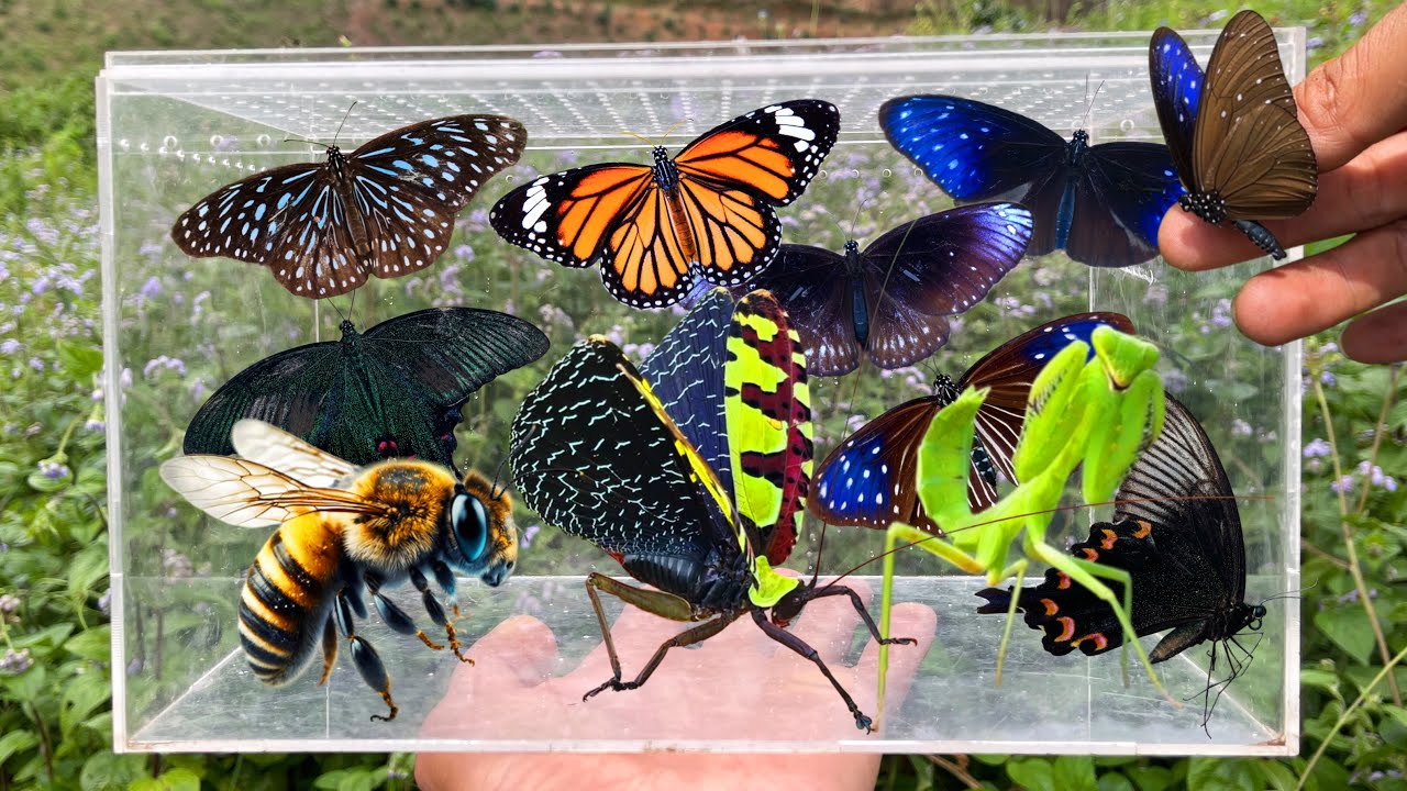 Catching Strange Insects, Collecting Butterflies & Beautiful Insects in the Garden