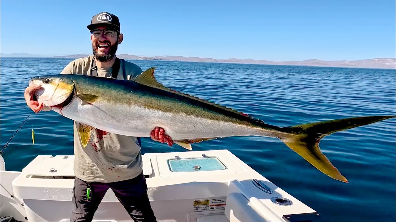 Fishing for Big Yellowtail in Baja California | Bahia De Los Angeles