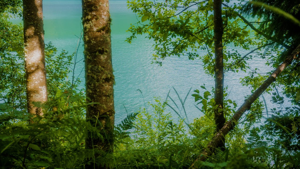 Deep Relaxation at Coldwater Lake | Mt St Helens Area Nature Sounds Only | Ep 62