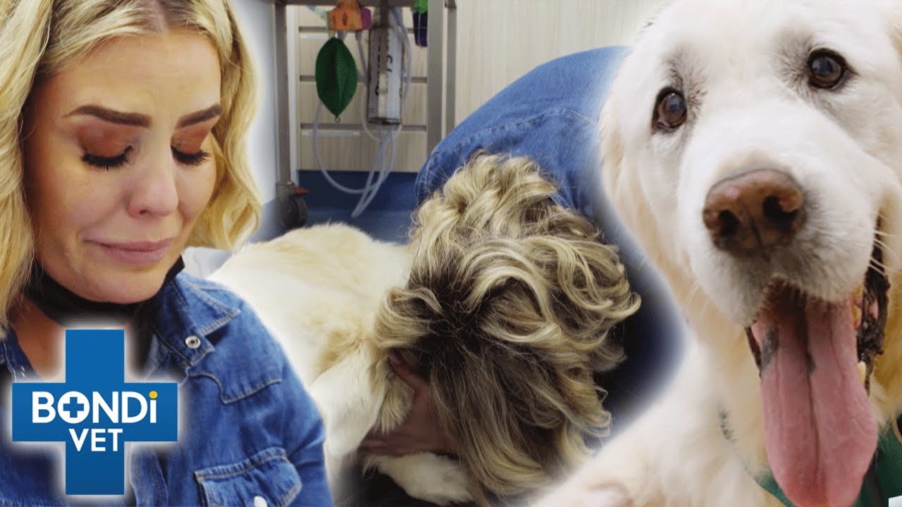 Vets Operating On Their Own Pets! 💔😢 Bondi Vet Top 5 Compilation | Bondi Vet