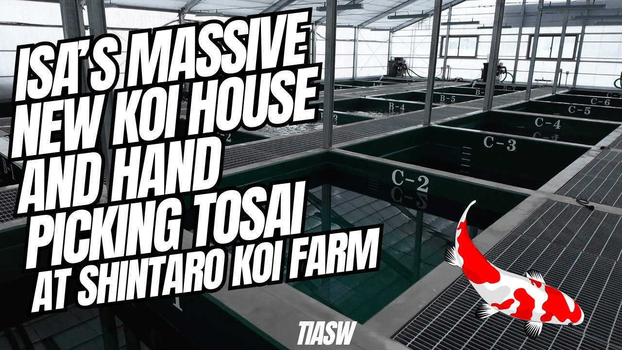 DAY 4 Isa Koi Farms new fish house and selecting tosai at shintaro koi farm #koi #tosai #koifish