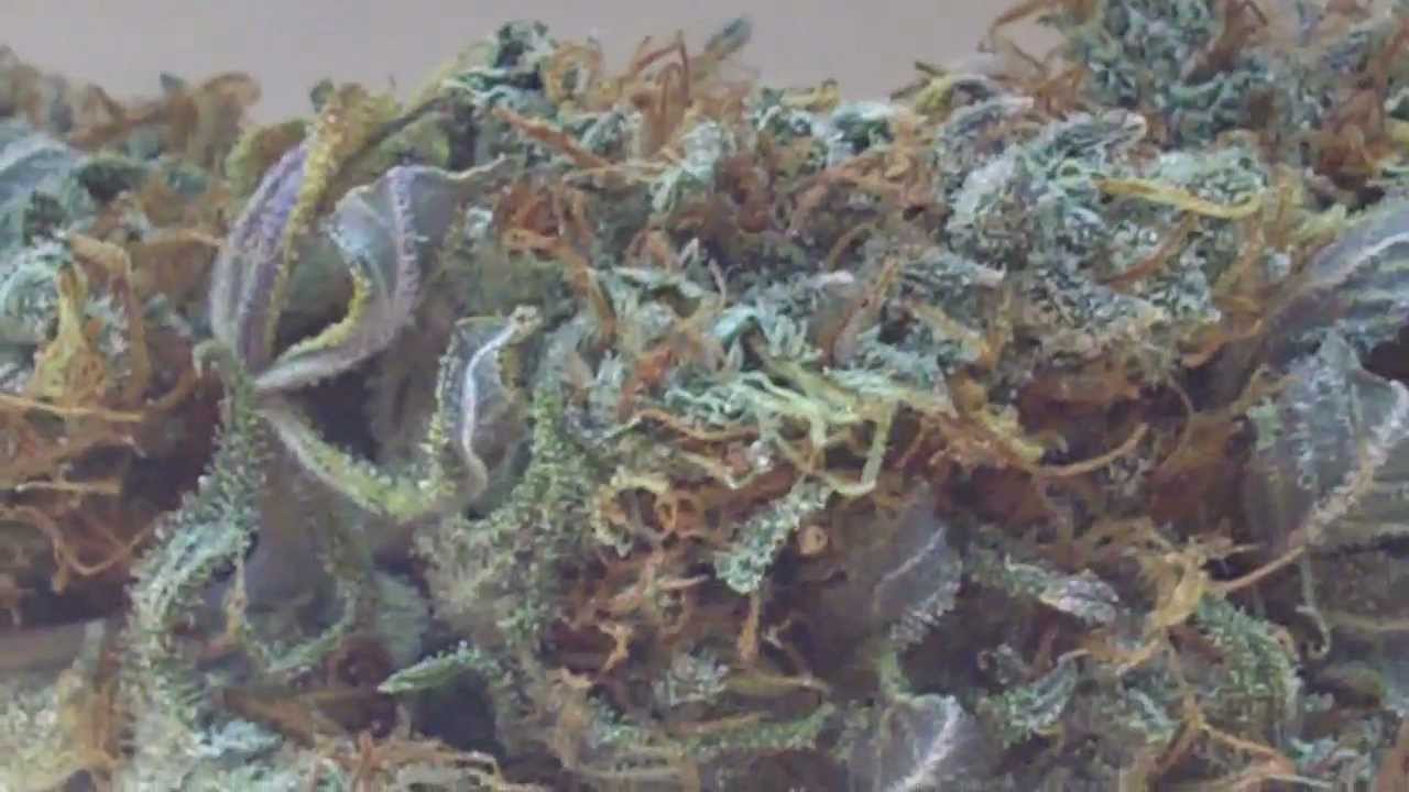 Cured Chocolope