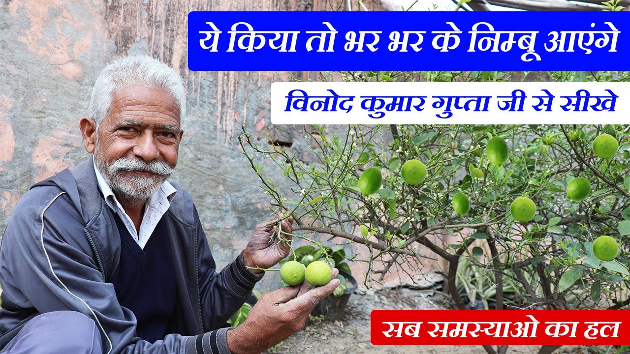 विनोद गुप्ता जी से जाने निम्बू के पौधे की सभी बारीकियां | How to Grow Lemon Tree in 2022 | Full Info