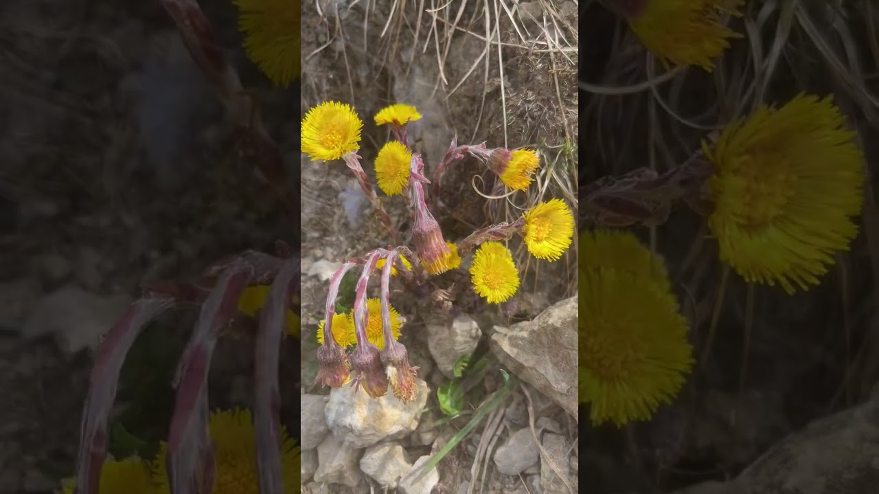 #earlyflowering#alpineflowers#alpenblumen#gentians#primulas#daffodils#spring #nature