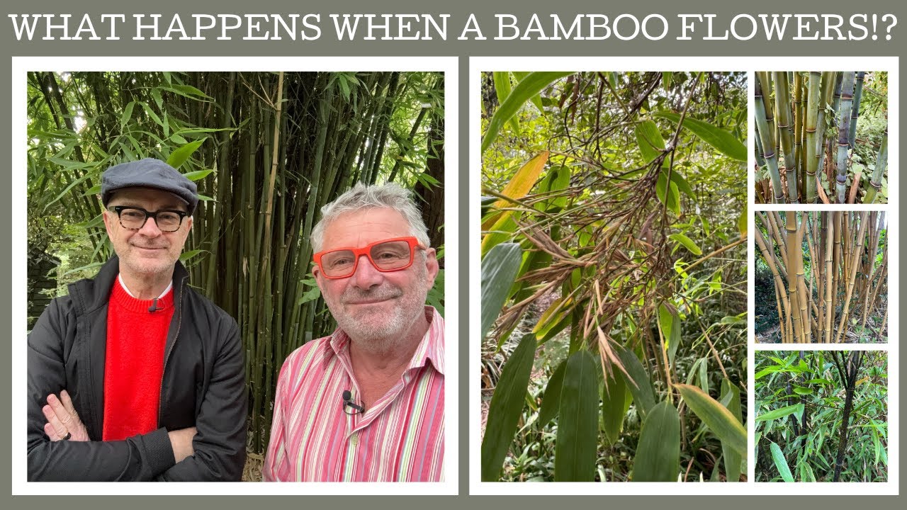 What happens when a Bamboo flowers?!