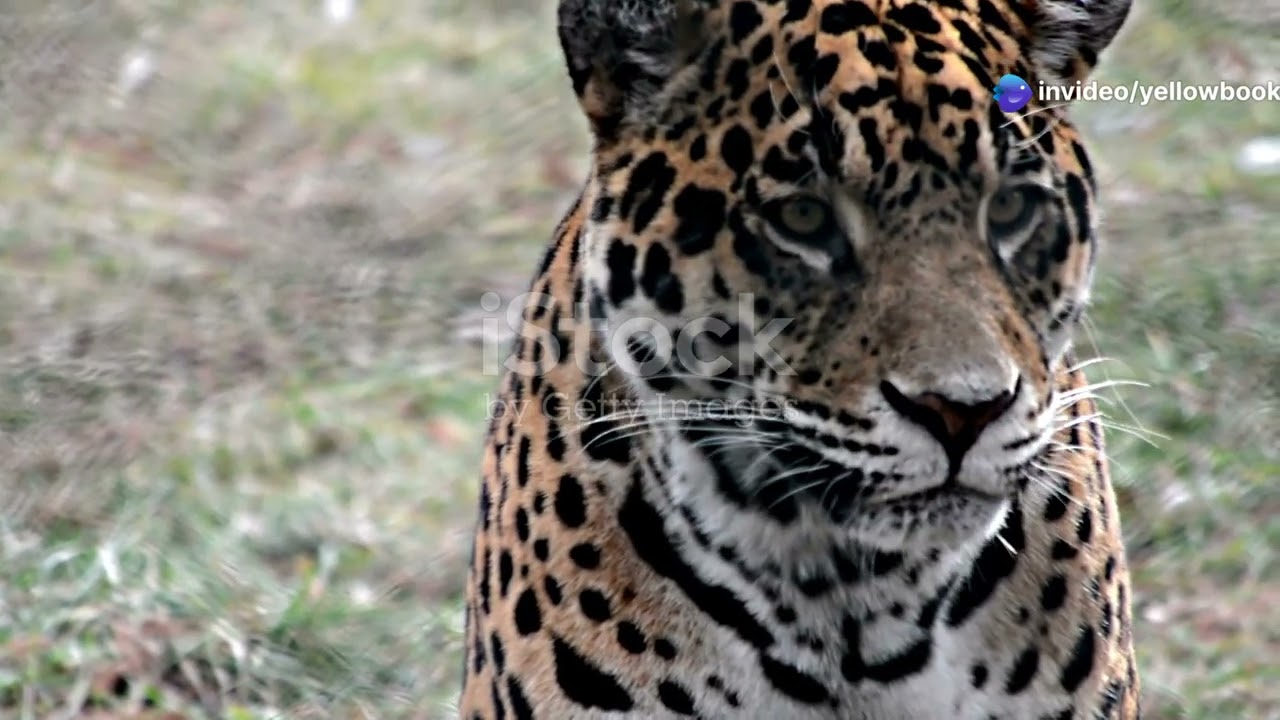 Guardians of the Grasslands: Exploring Brazil's Savannah Predators #animal2024 #wildlife