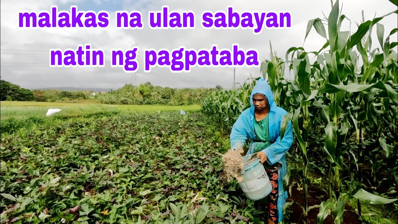 Pag pataba sabayan natin ang malakas na ulan
