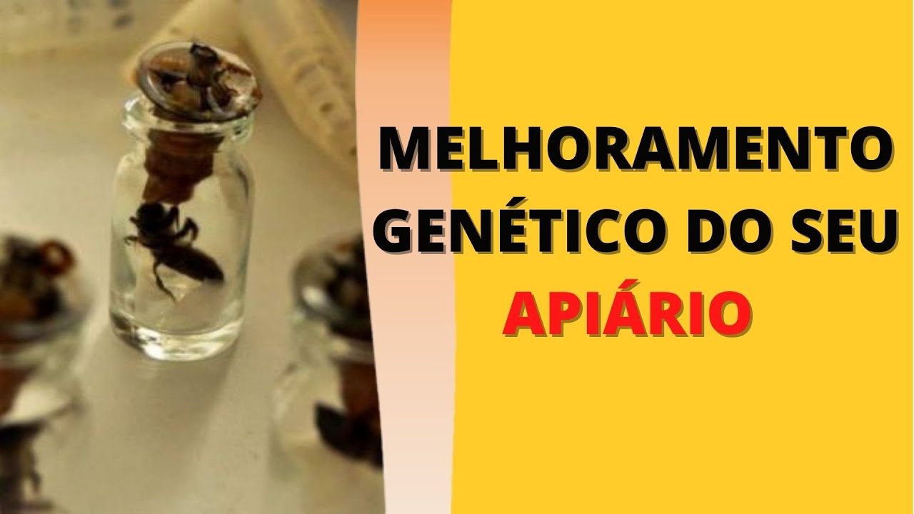 MELHORAMENTO GEN&Eacute;TICO DO SEU API&Aacute;RIO