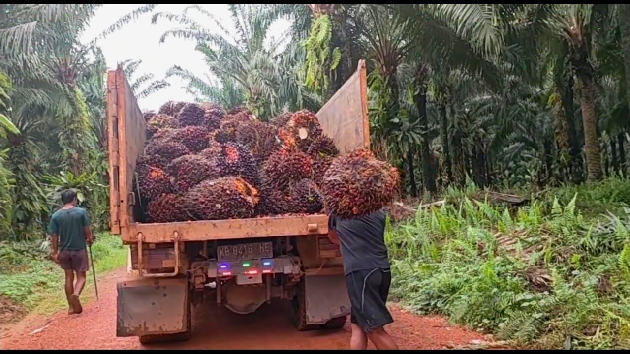 PEMUAT BUAH SAWIT BESAR INI PERLU TENAGA YANG KUAT DAN TAU TEHKNIK NYA# TRUCK SAWIT KALIMANTAN!!!