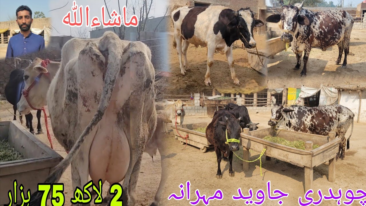 ماشاءاللہ چوہدری جاوید مہرانہ عالم گڑھ کی 4 خوبصورت گائے اور بریڈر برائےفروخت 22 فروری 2026 