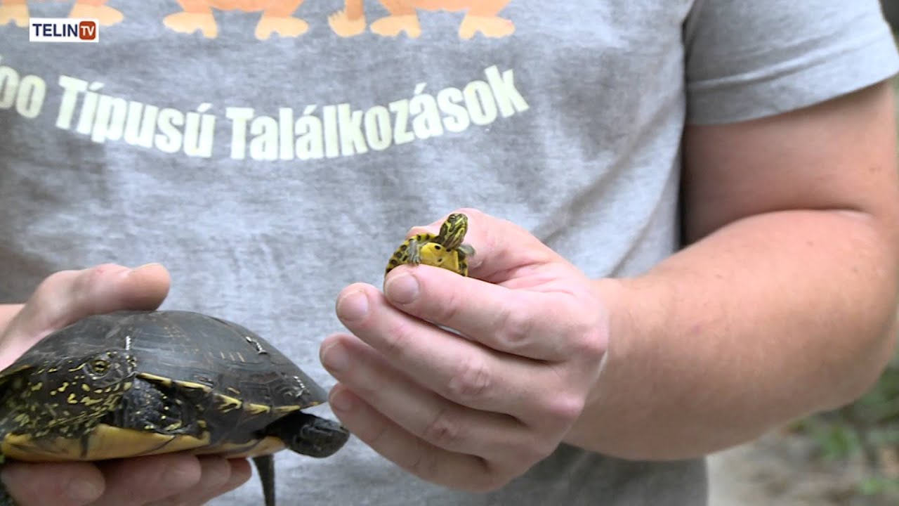 Vadaspark percek: törött páncélú mocsári teknős és ritka sárgafülű ékszerteknős