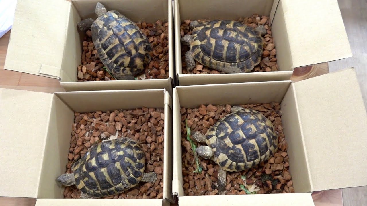 新たに大量のリクガメをお迎えしました