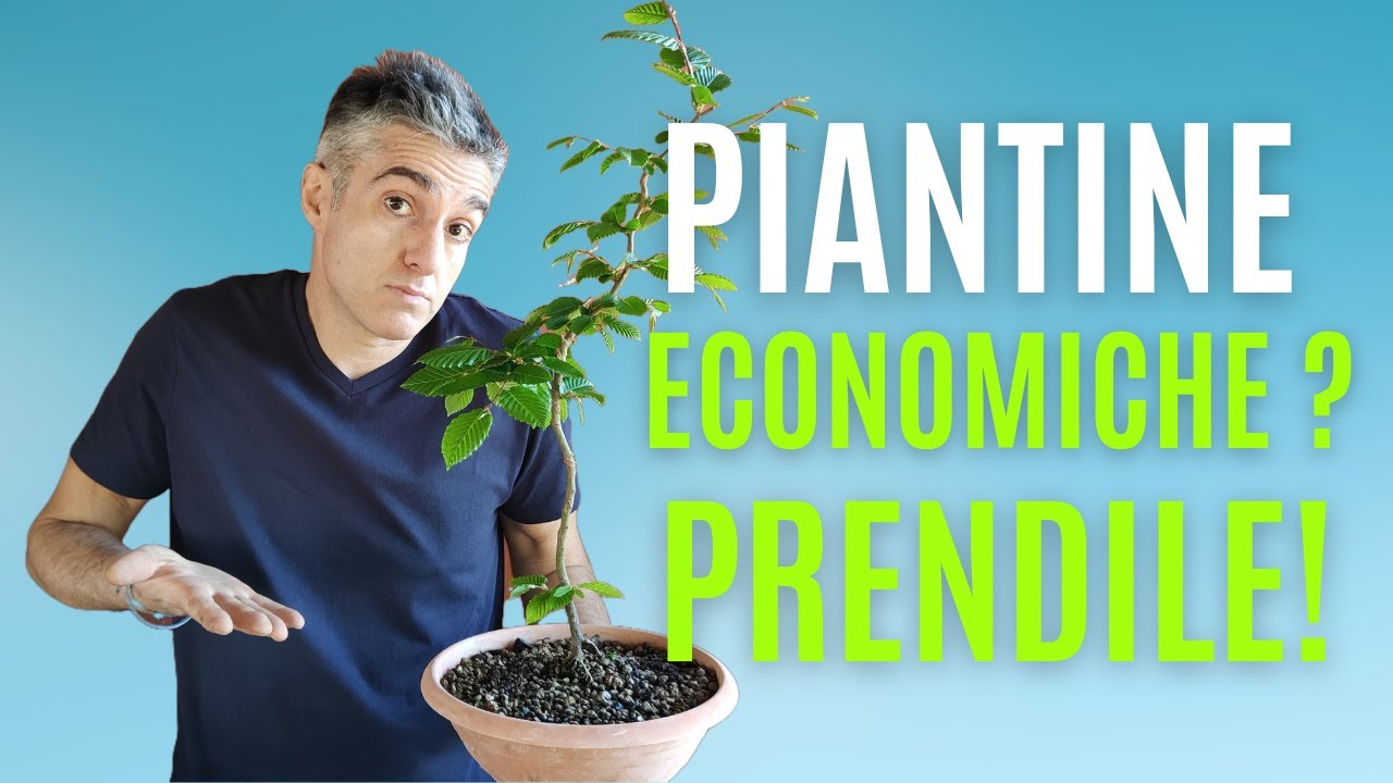 COME FARE un BONSAI partendo da PIANTINE ECONOMICHE
