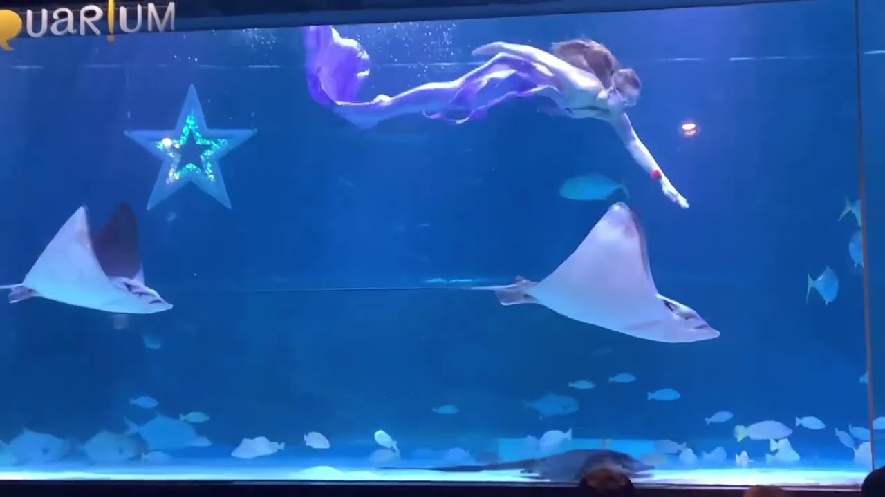 코엑스 아쿠아리움 인어공주 쇼 별빛구출작전 풀버전 COEX AQUARIUM Mermaid Princess Show Full Movie