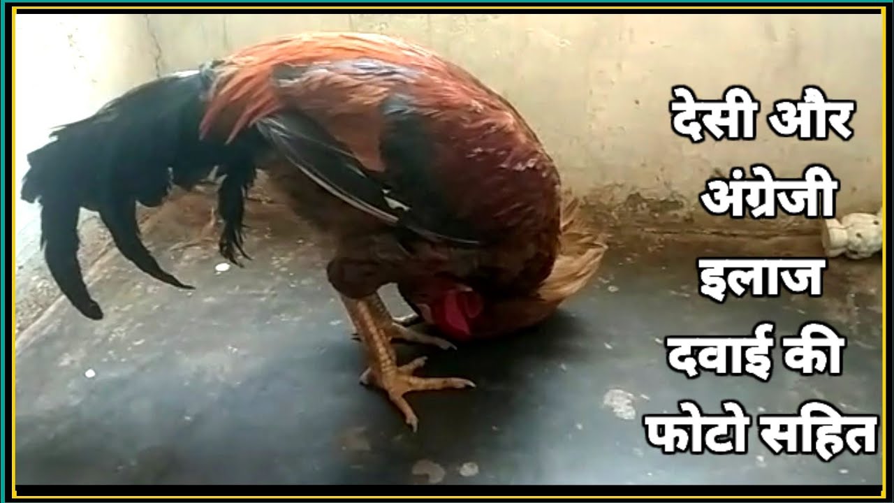 murgi ki gardan ghoom jaane ka desi ilaj।।murgi ki gardan ghoom jaane ka ilaj।। by mehsoos qureshi।।