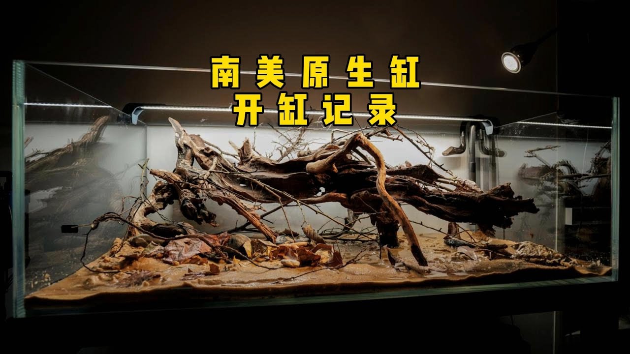 南美原生缸开缸记录