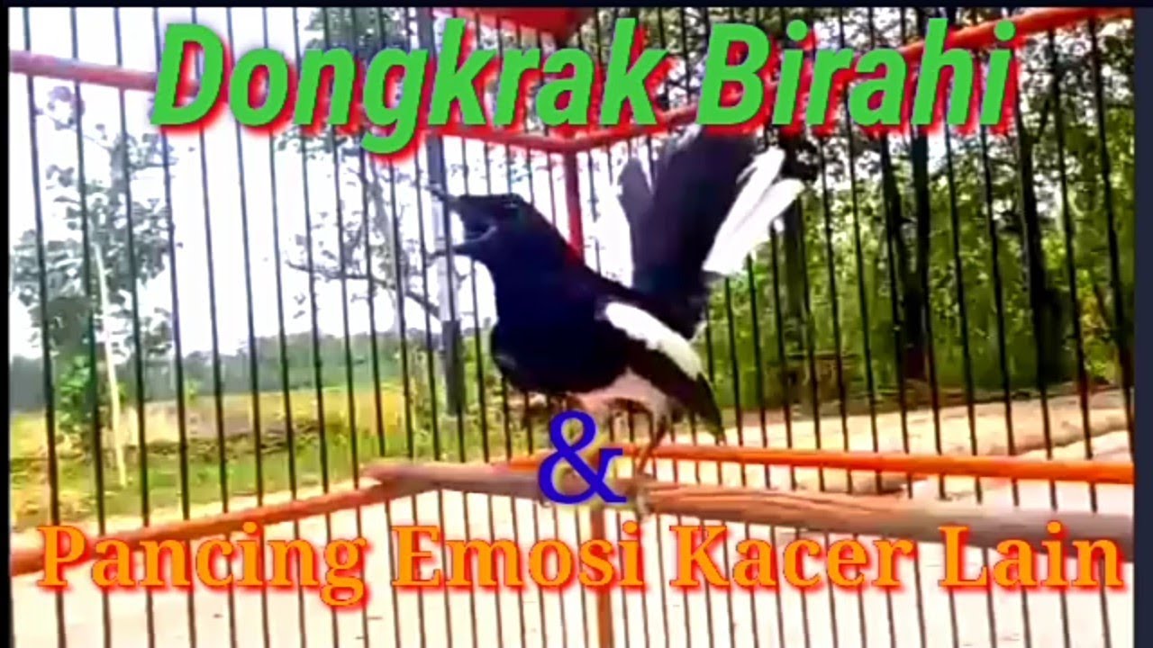 Kacer Gacor Pancing Emosi Dan Dongkrak Birahi Kacer Lain Agar Lekas Gacor