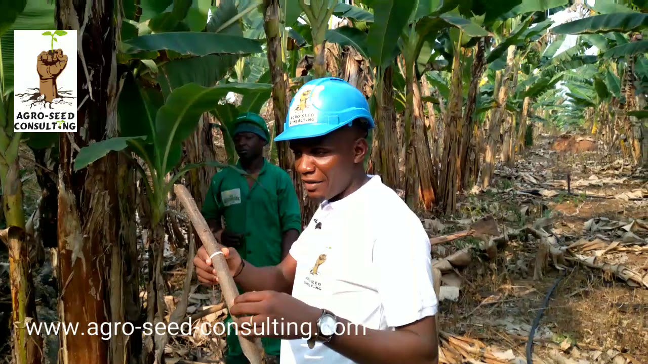 #culture de la banane Plantain: quand ? comment ? et pourquoi ? réaliser l'opération #d'haubanage# ?