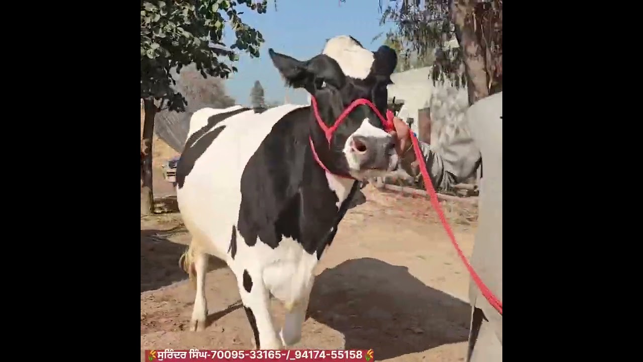 #farming #diaryfarming #cow #animalfarming #bullfarm #viral #viralshort #like #subscribe #share 