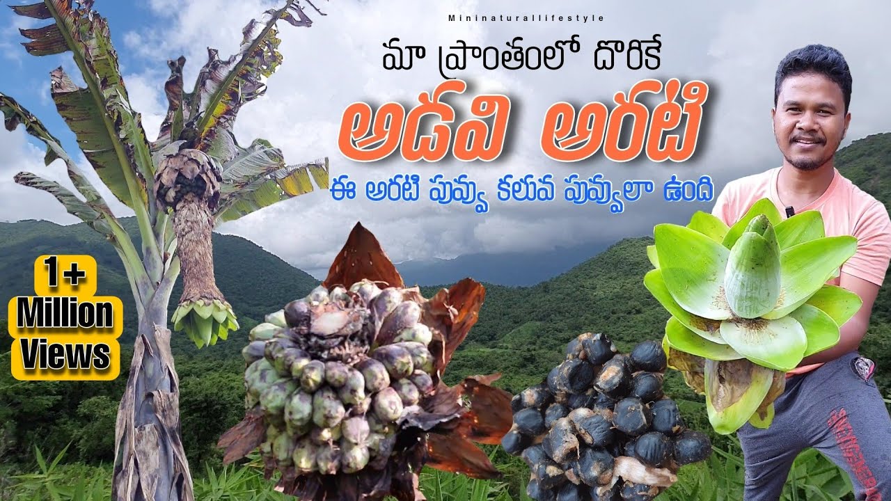 Fresh Wild Fruit in my Countryside | Forest Banana Fruit with seed | Banana flower|అడవి అరటి