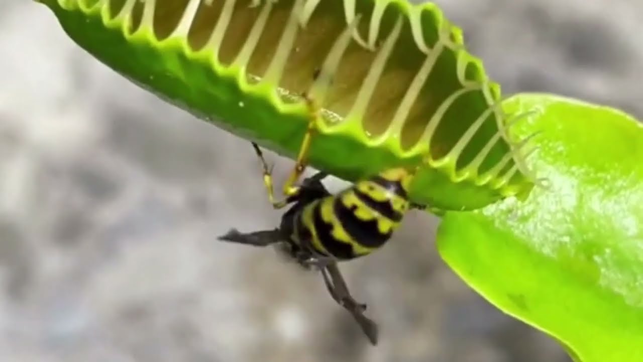 La Nature sauvage en action  Compilation de Plantes Carnivores