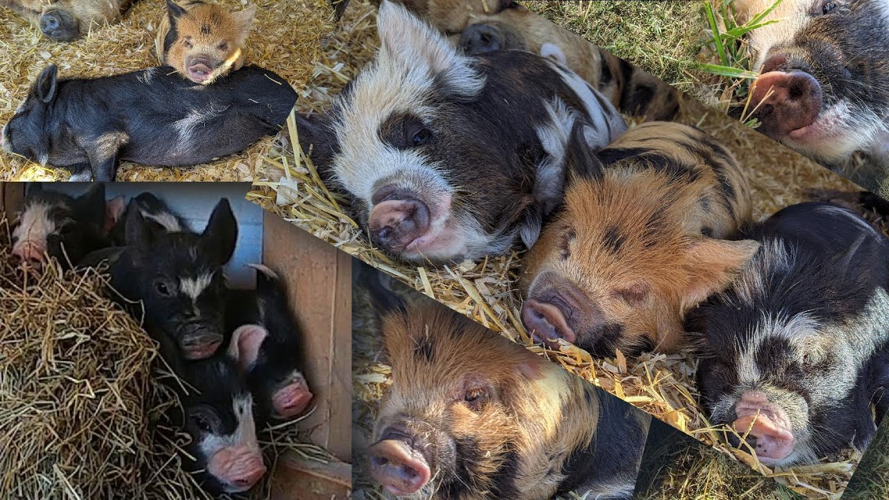 15 Piglets!!
