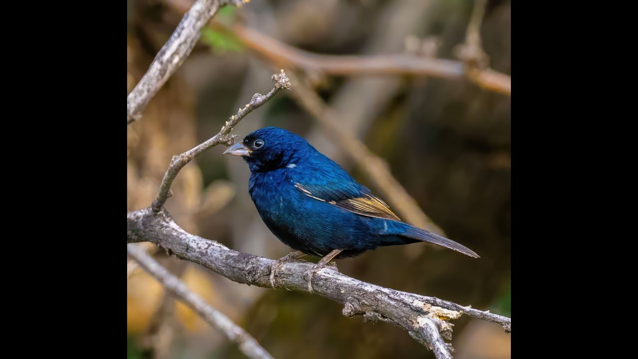 Wildlife of Southern CA & AZ (4K UHD)