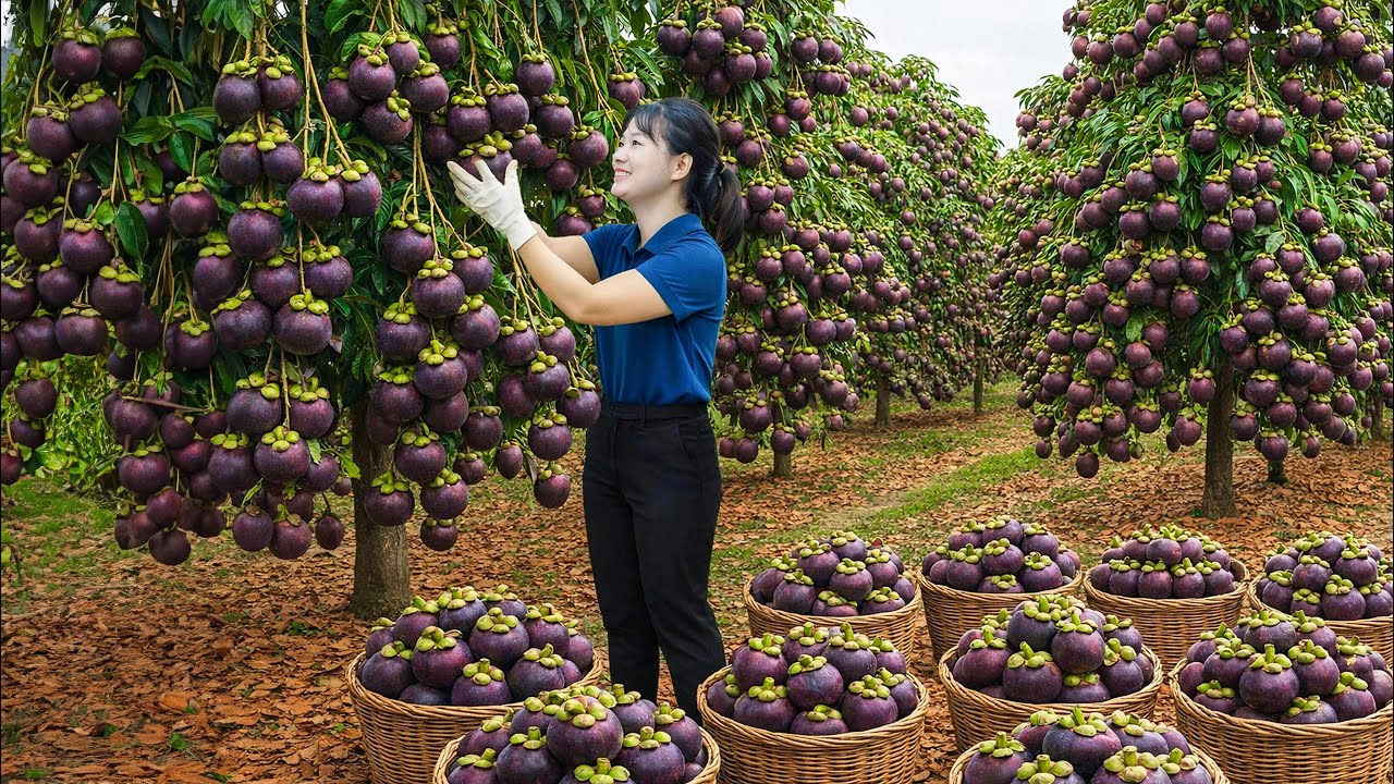 Harvesting Rare Mangosteen to Sell - Spicy and Sour Mangosteen Salad | Traditional Village Recipe