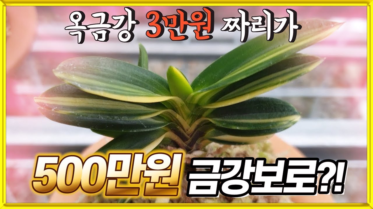 풍란 두엽의 왕자 옥금강 3만원 짜리가 500만원 금강보로 대변신비밀