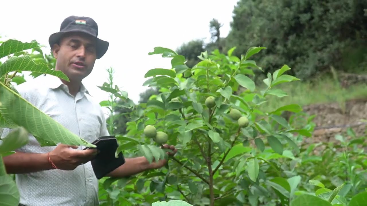 High yeiald walnut plants