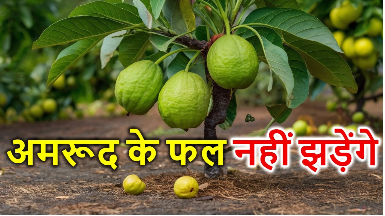 Why Guava Flowers & Tiny Fruit Fall Off | Prevent Guava Fruit Drop Easily!