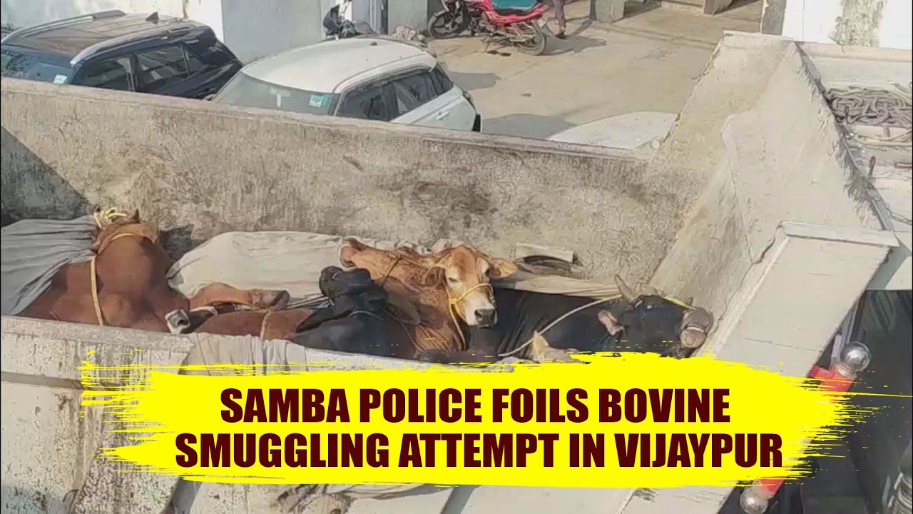 Samba Police foils bovine smuggling attempt in Vijaypur
