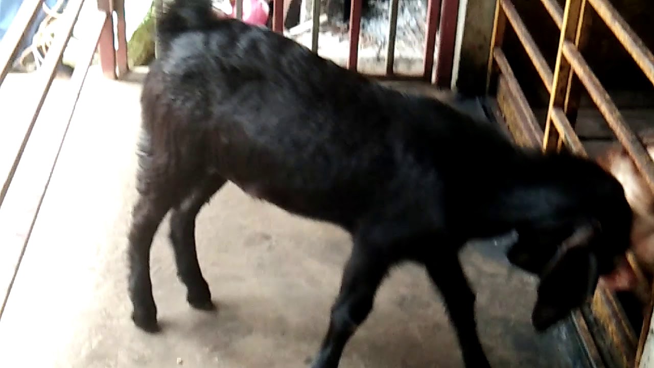 Vinayakan goat farm kerala idukki thopramkudy 9947918365(8)