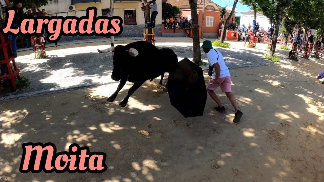 Largada de Touro Moita 2024