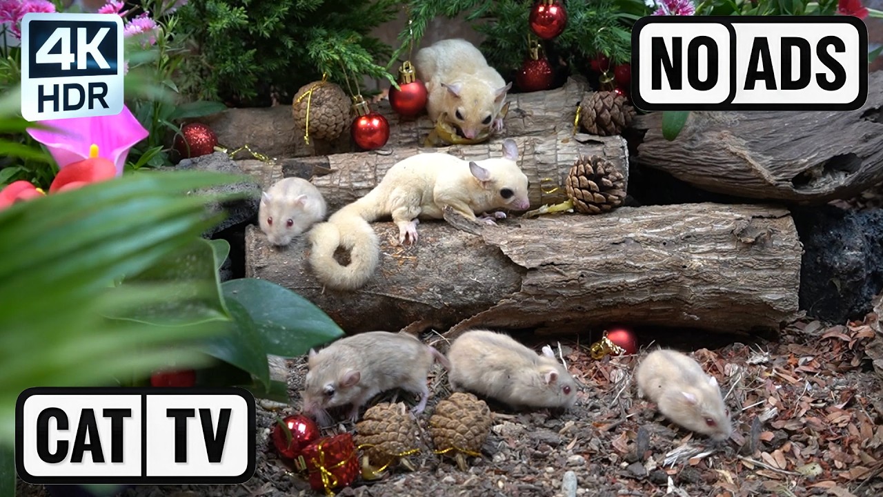 [NO ADS, NO AI] CAT TV 😺 The Tiny Kingdom: Active Sugar Gliders & Friendly Rodent Village 🐭 4K HDR