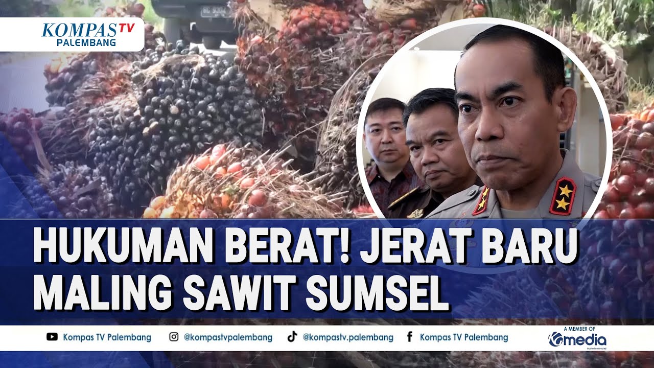 Sumsel Terapkan 'Jurus Baru' Jerat Maling Sawit, Bukan Pidana Ringan Lagi!