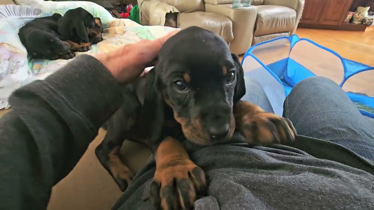 Black and tan female puppy chip #728