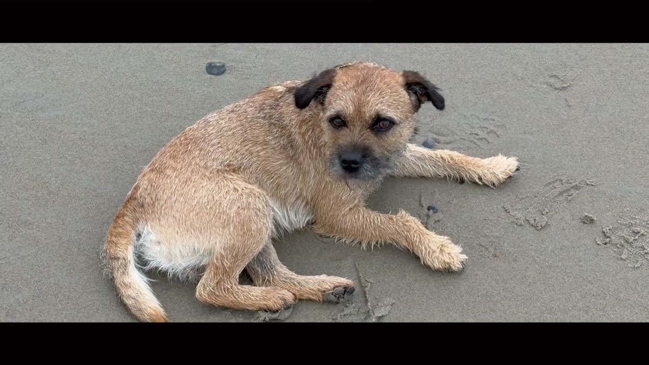 BORDER TERRIER WOODY NOVEMBER BEACH