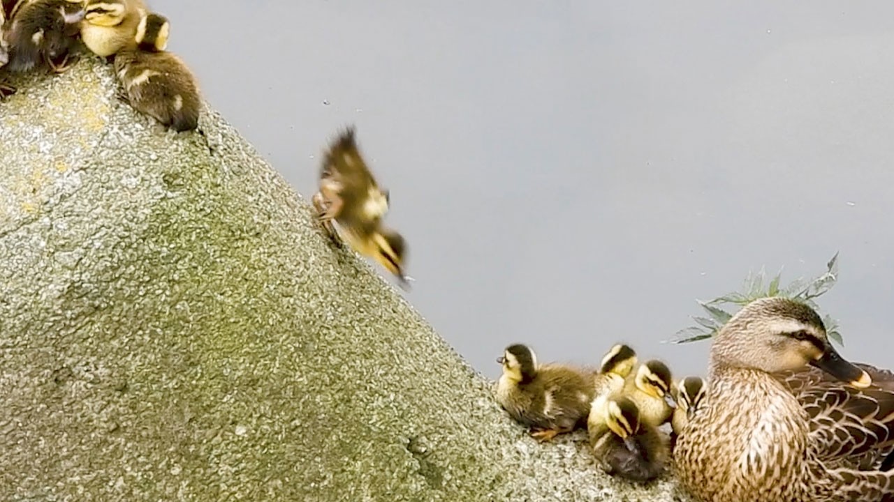 13 утят в полном хаосе… и вдруг все разом под мамой 🐥🦆