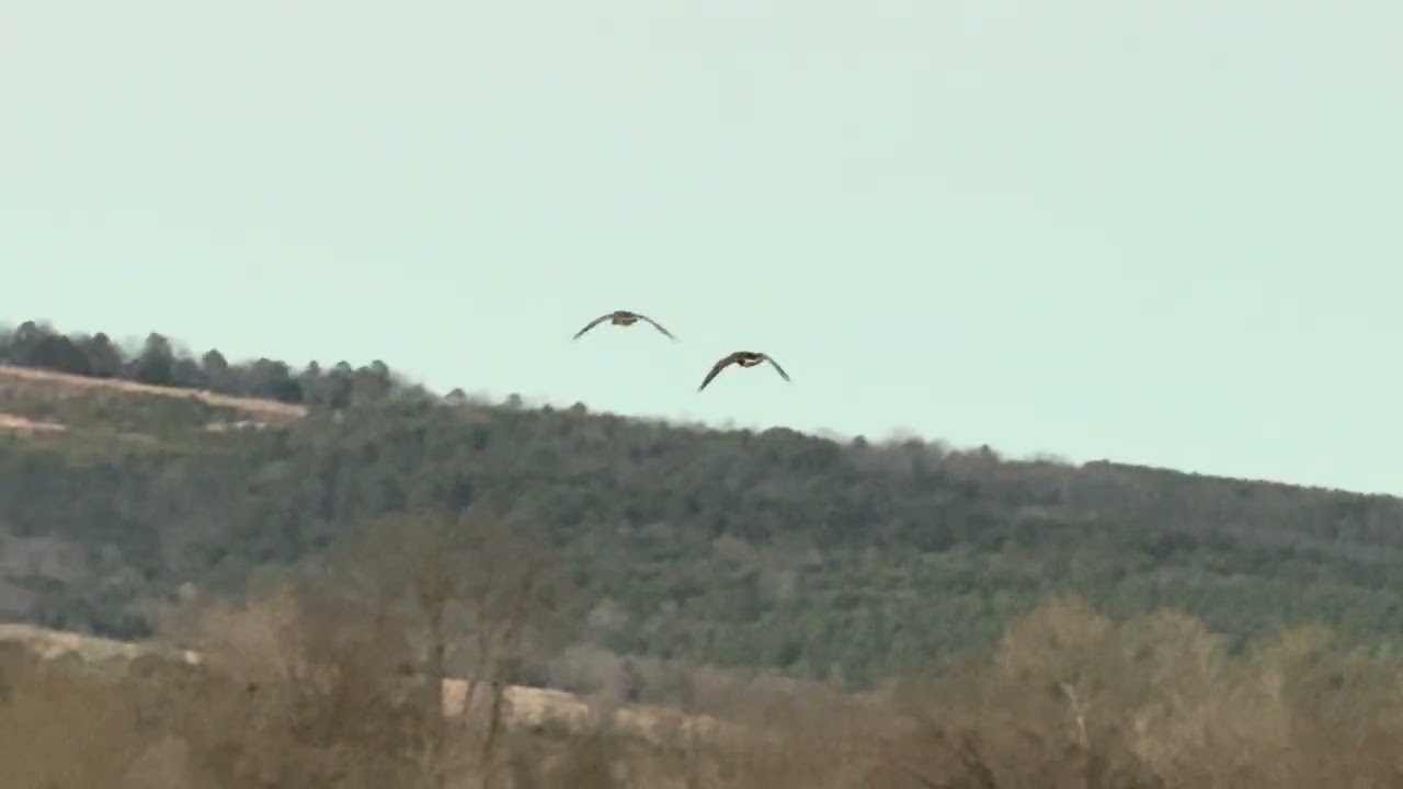 Trumpeter swans in Heber Springs, AR