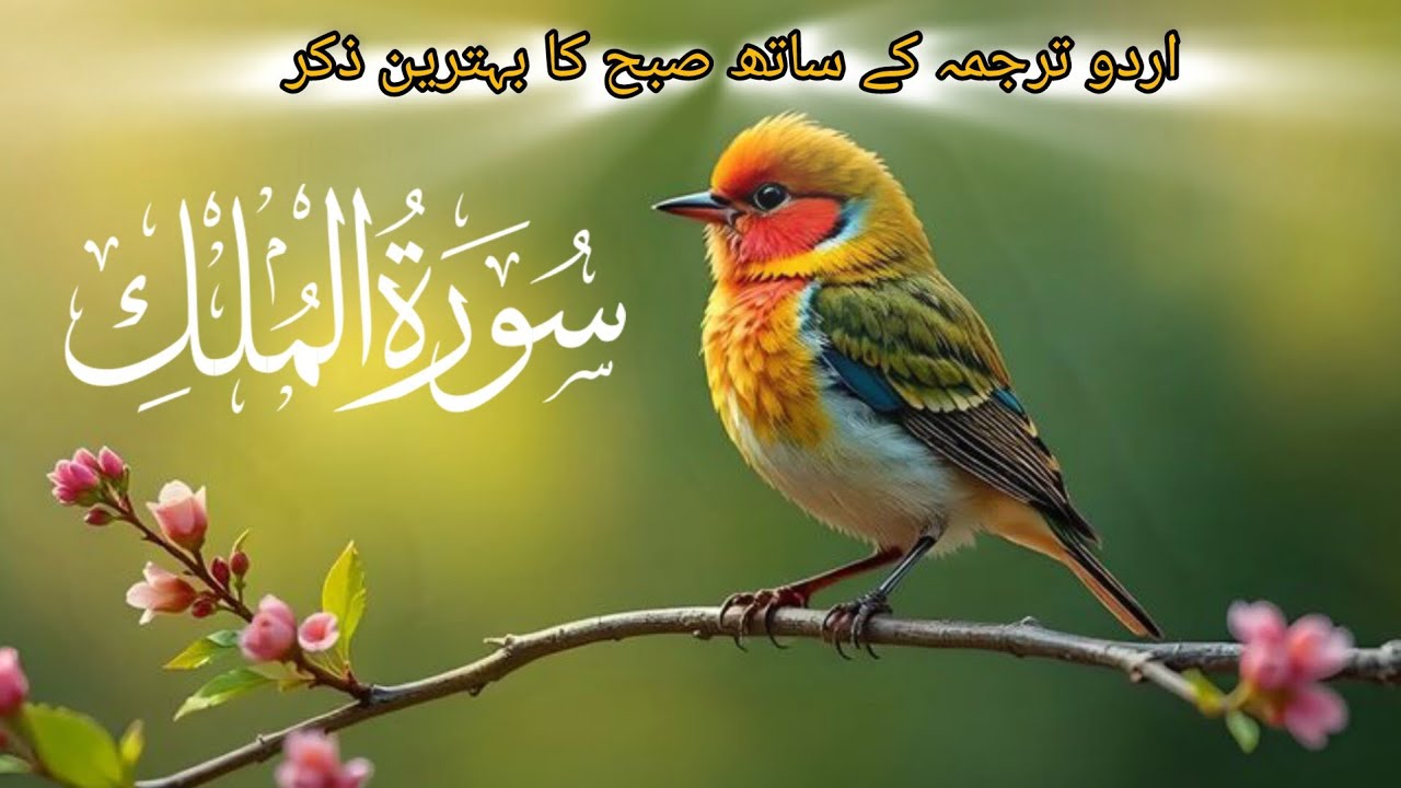 Surah Mulk Tarjuma Ke Sath Tilawat  [Awais Quran official](سورة الملك)💞 #foryou #viralvideo 