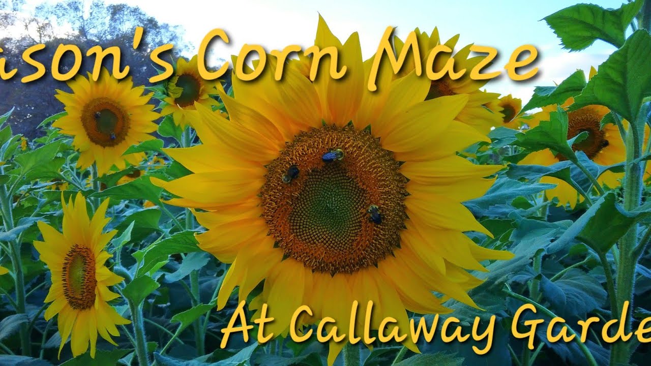 CASON'S CORN MAZE | PUMPKINS AT CALLAWAY GARDENS | FULL FALL EXPERIENCE [4K]🌻