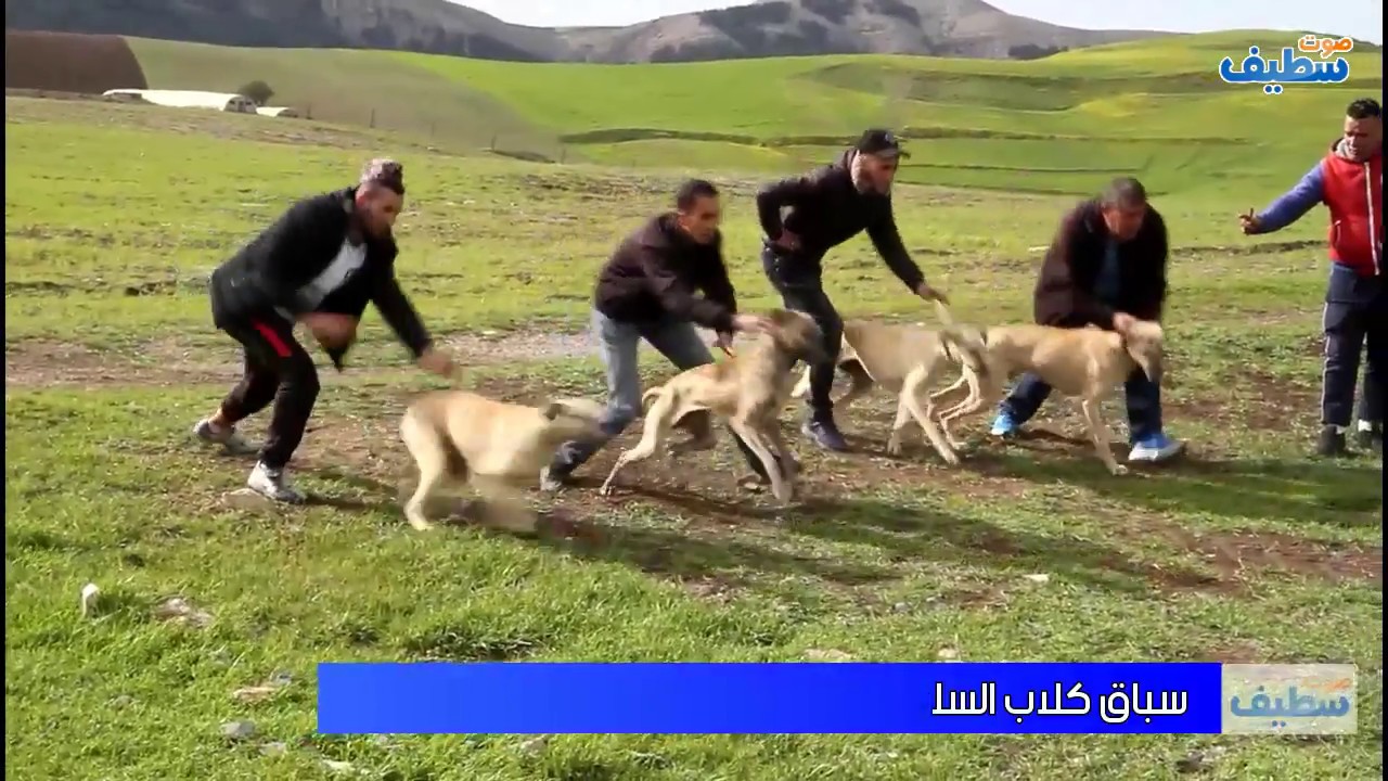 سباق كلاب الصيد - السلوقي - بسطيف