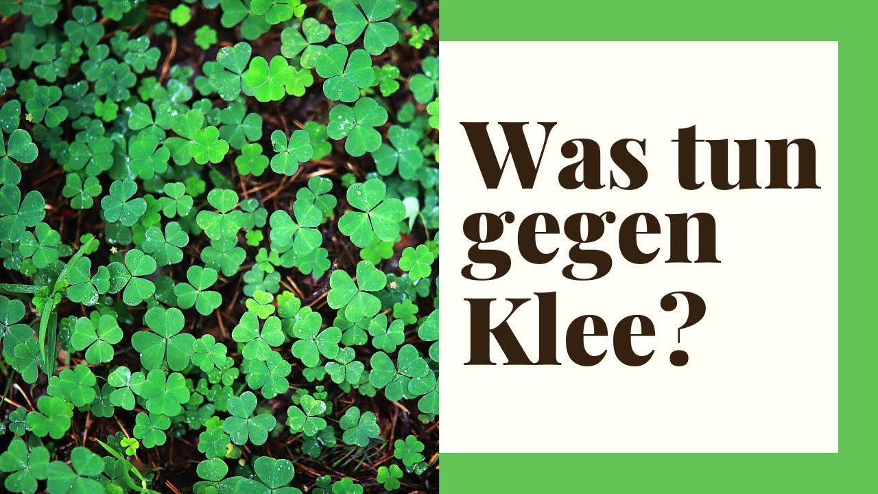 Klee im Rasen - Was kann ich tun? Wei&szlig;klee bek&auml;mpfen